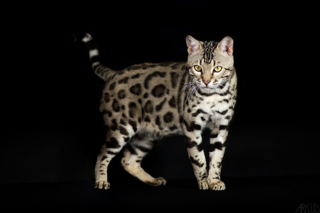 chat bengal