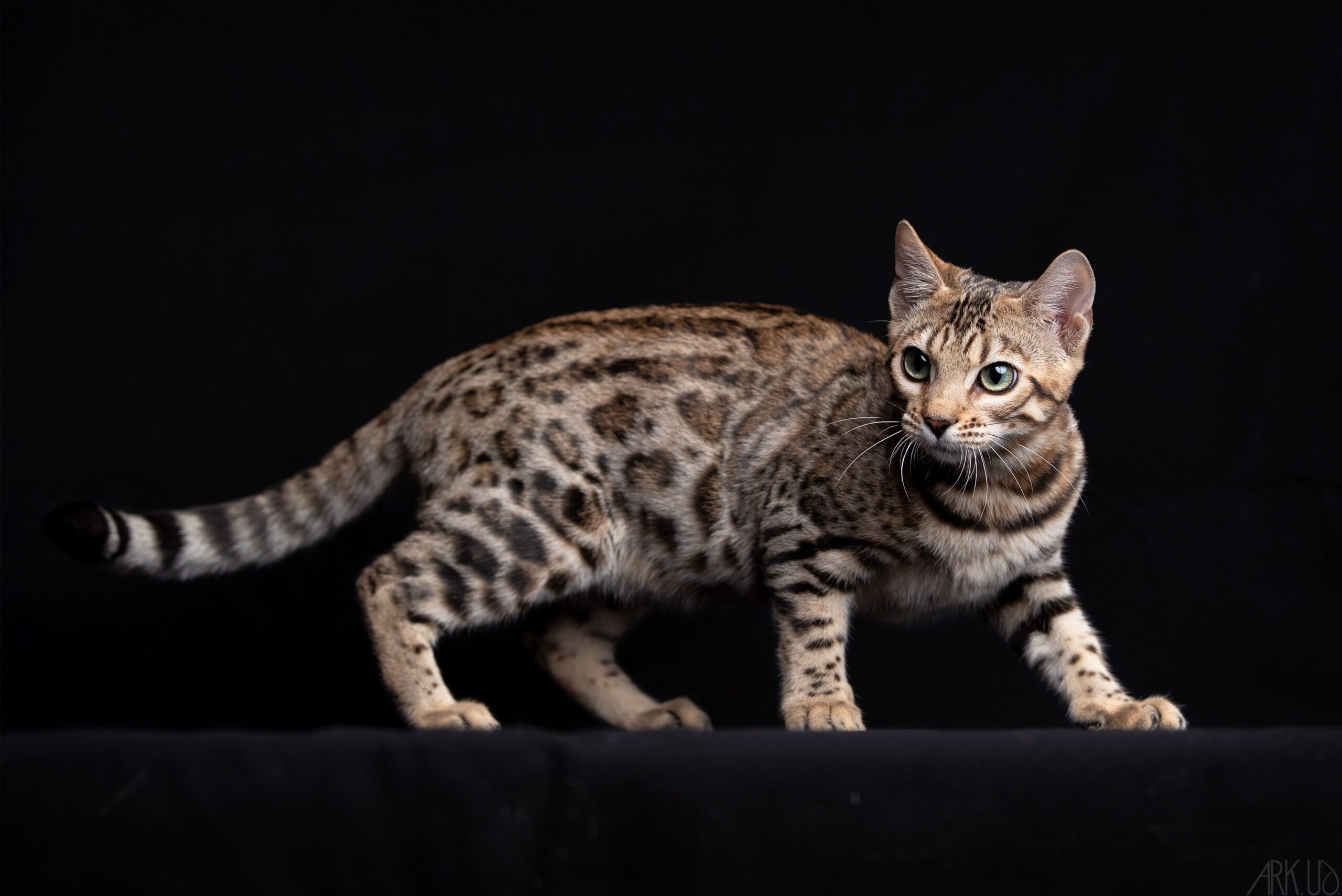 bengal's throne élevage chat loof wcf tica bengals bengal chat chatterie wild sauvage panthère léopard brown silver snow seal bleu rosettes vaucluse france tabby cat kitten mignon chaton chatons réservation vente