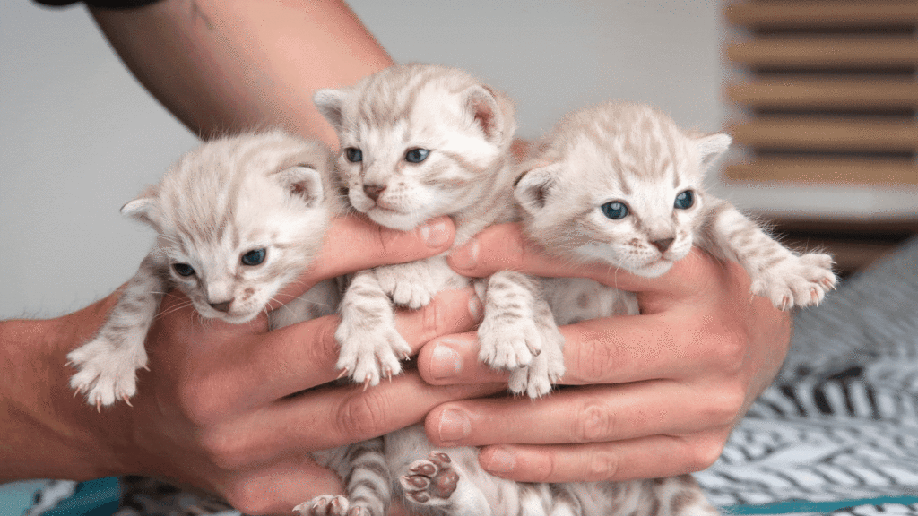 chatons bengals