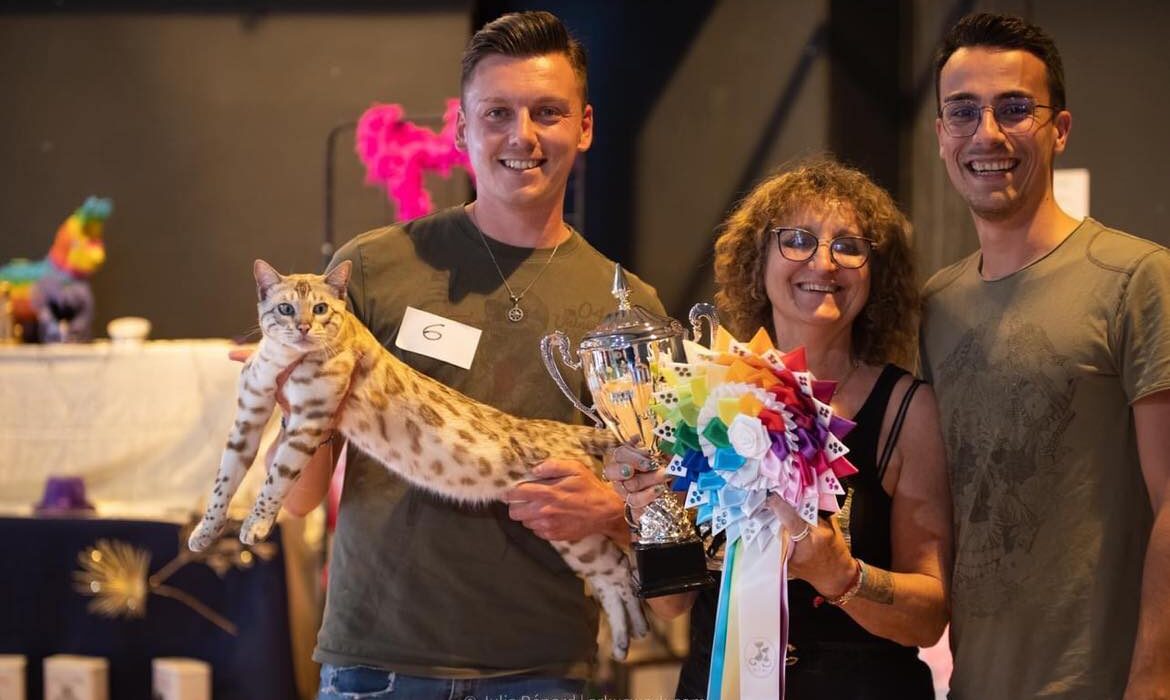 the elven king bengal bengal's throne game of thrones élevage chat chatterie breeder breeding cattery exposition show