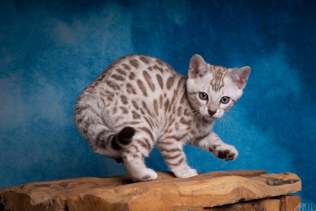 chaton bengal snow seal mink sépia lynx chat elevage chatterie eleveur vente vendre chatons