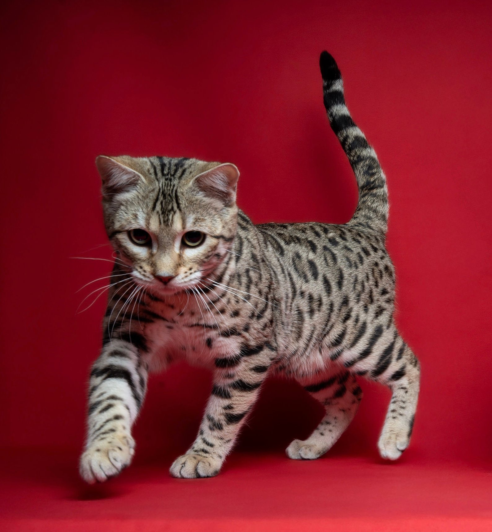 velaryon bengal's throne bengal brown tabby rosettes F8 wild cat chat élevage sud vaucluse chaton chatterie