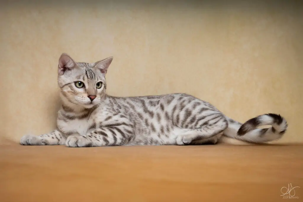 winterfell bengal's throne bengal brown seal mink point sepia lynx tabby rosettes wild cat chat élevage sud vaucluse chaton chatterie mignon réservation adoption kitten exposition loof tica wcf sauvage panthère léopard alc