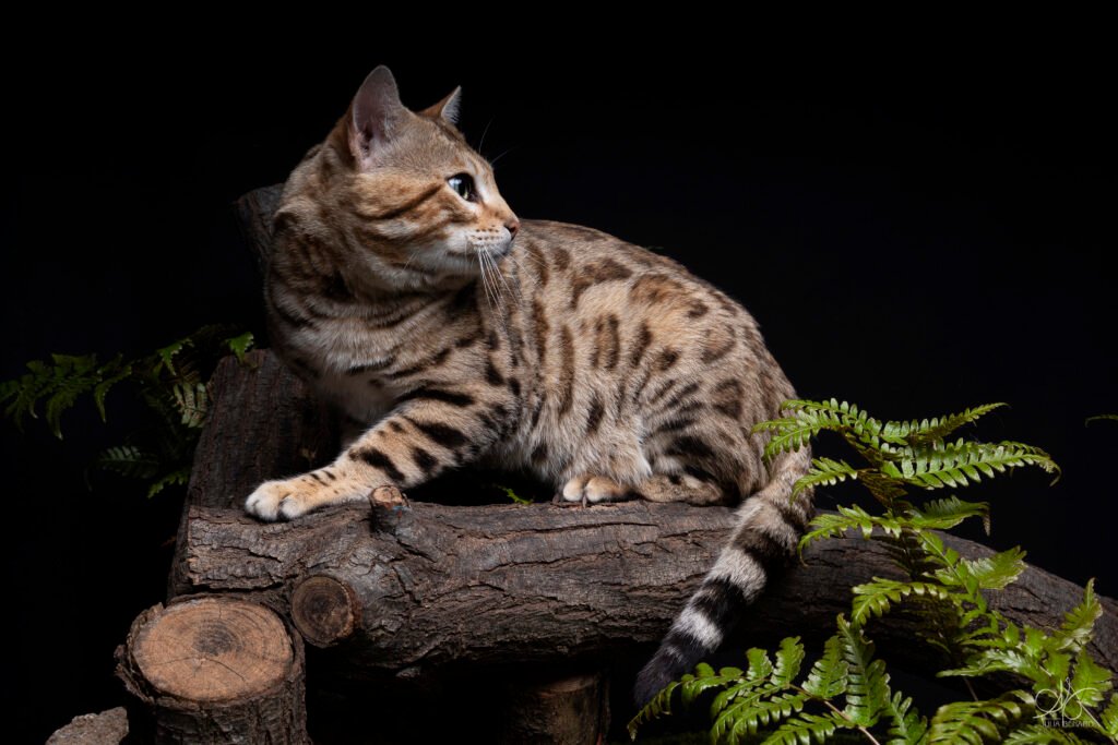 bengal's throne bengal brown tabby rosettes wild cat chat élevage sud vaucluse chaton chatterie mignon réservation adoption kitten exposition loof tica wcf sauvage panthère léopard alc