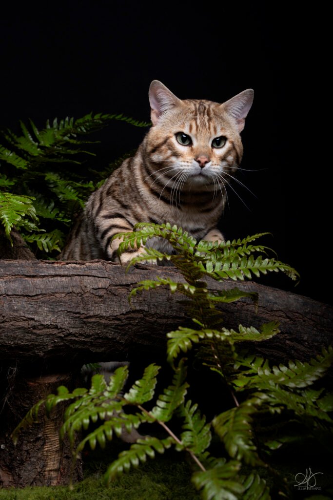 bengal's throne bengal brown tabby rosettes wild cat chat élevage sud vaucluse chaton chatterie mignon réservation adoption kitten exposition loof tica wcf sauvage panthère léopard alc
