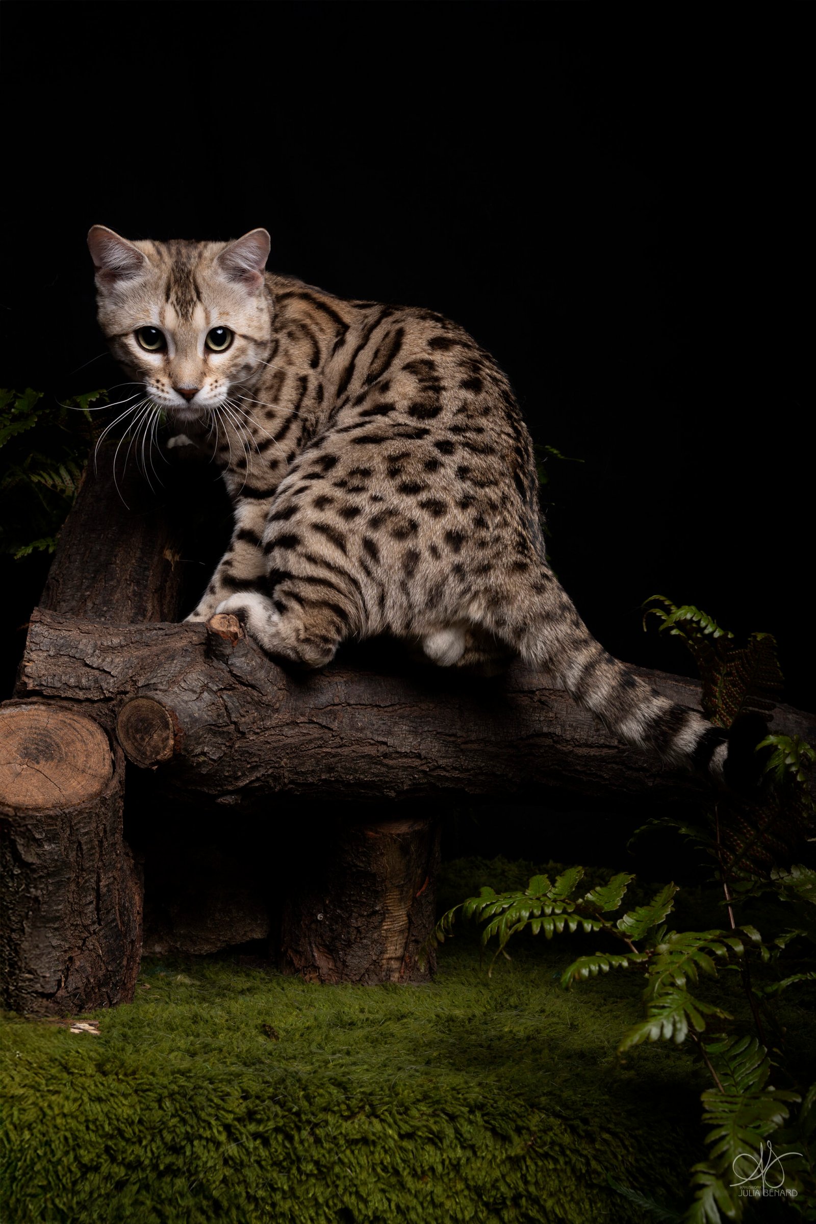 bengal's throne bengal brown tabby rosettes wild cat chat élevage sud vaucluse chaton chatterie mignon réservation adoption kitten exposition loof tica wcf sauvage panthère léopard alc
