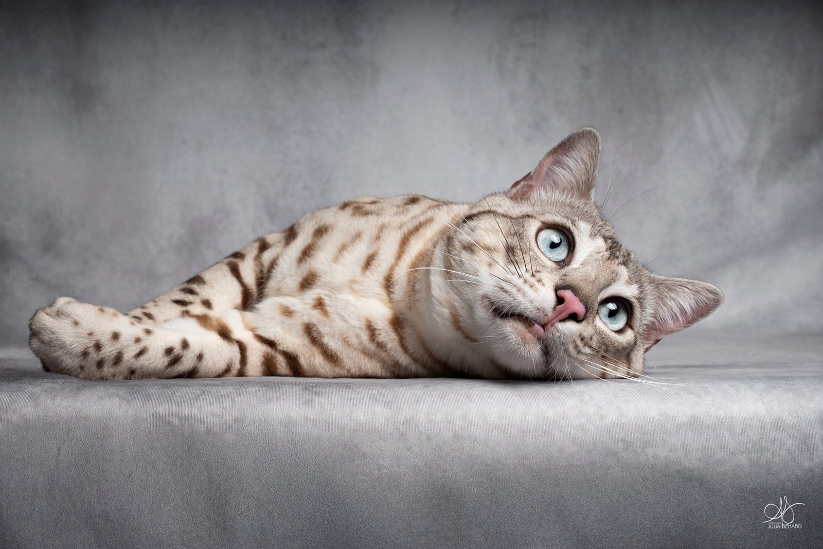 bengal's throne bengal seal silver mink tabby rosettes wild cat chat élevage sud vaucluse chaton chatterie mignon réservation adoption kitten exposition loof tica wcf sauvage panthère léopard alc
