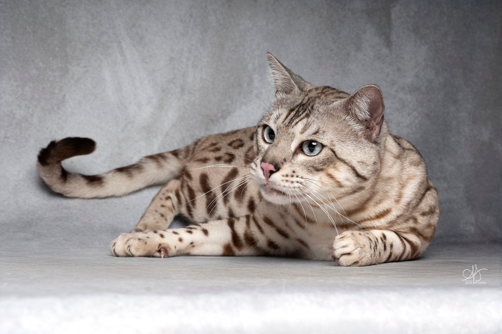 bengal's throne bengal seal silver mink tabby rosettes wild cat chat élevage sud vaucluse chaton chatterie mignon réservation adoption kitten exposition loof tica wcf sauvage panthère léopard alc