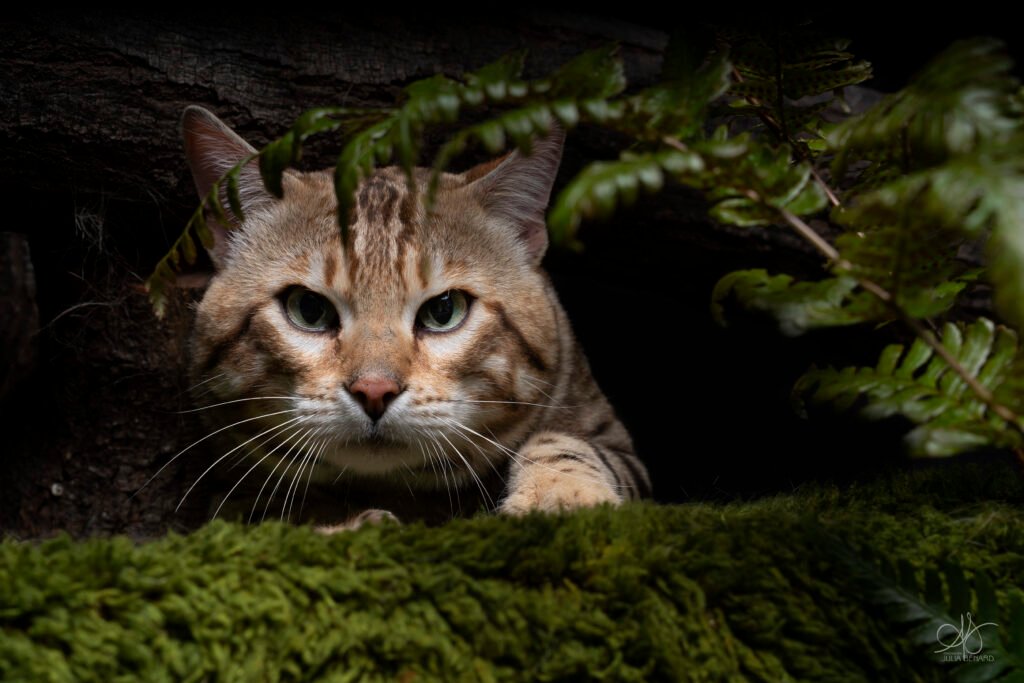 bengal's throne bengal brown tabby rosettes wild cat chat élevage sud vaucluse chaton chatterie mignon réservation adoption kitten exposition loof tica wcf sauvage panthère léopard alc