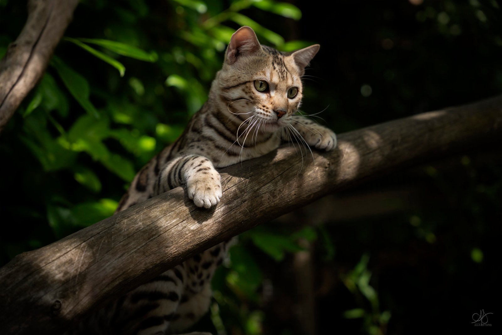 bengal's throne bengal brown tabby rosettes wild cat chat élevage sud vaucluse chaton chatterie mignon réservation adoption kitten exposition loof tica wcf sauvage panthère léopard alc
