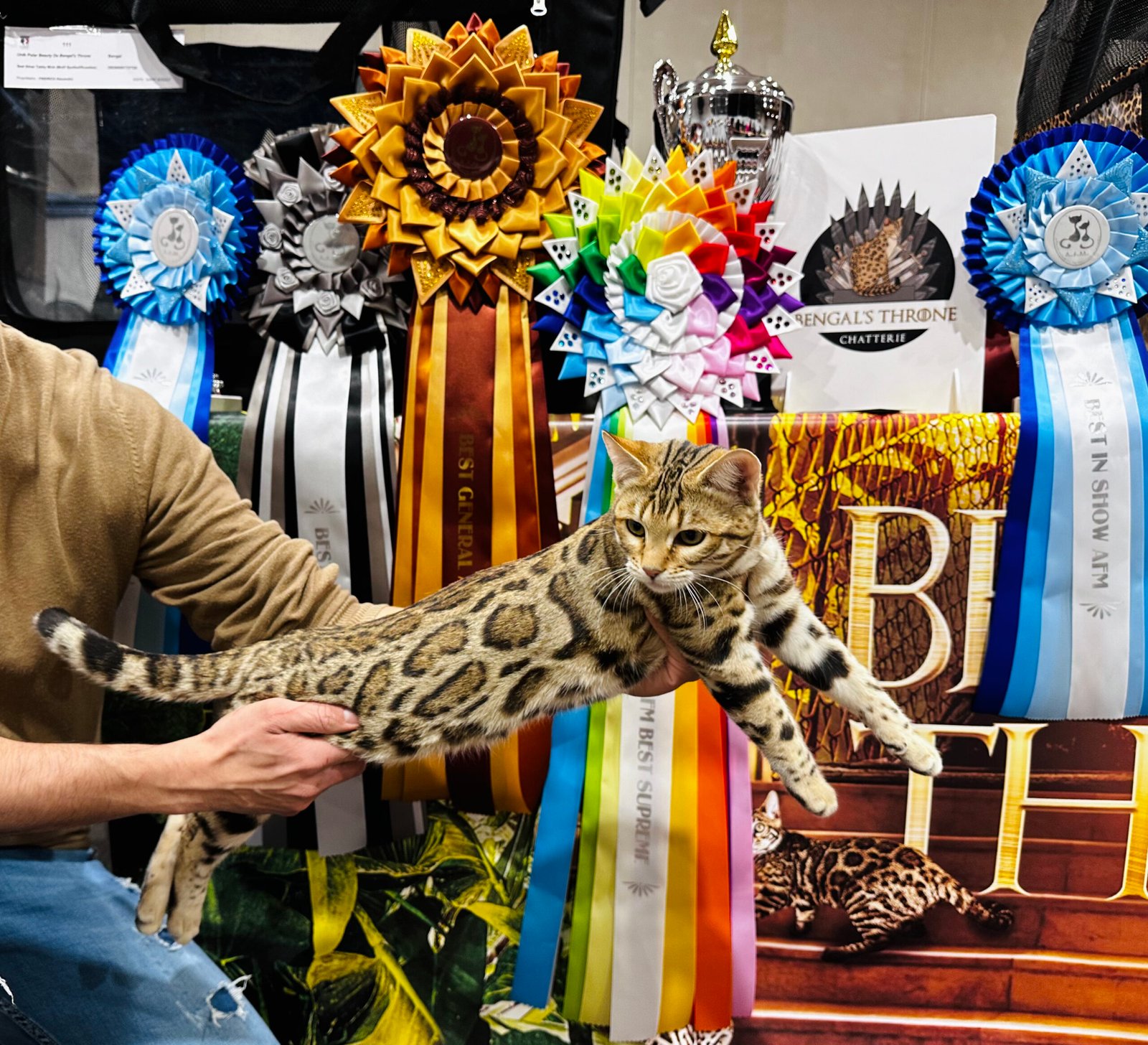 bengal's throne bengal brown tabby rosettes wild cat chat élevage sud vaucluse chaton chatterie mignon réservation adoption kitten exposition loof tica wcf sauvage panthère léopard alc