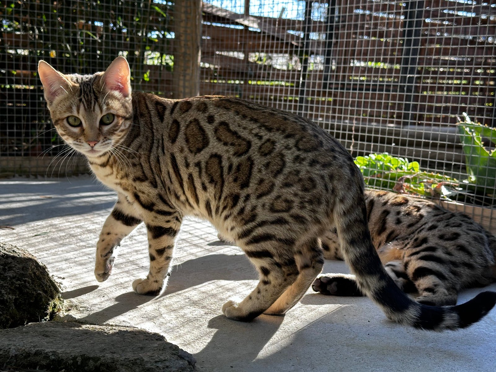 bengal's throne bengal brown tabby rosettes wild cat chat élevage sud vaucluse chaton chatterie mignon réservation adoption kitten exposition loof tica wcf sauvage panthère léopard alc