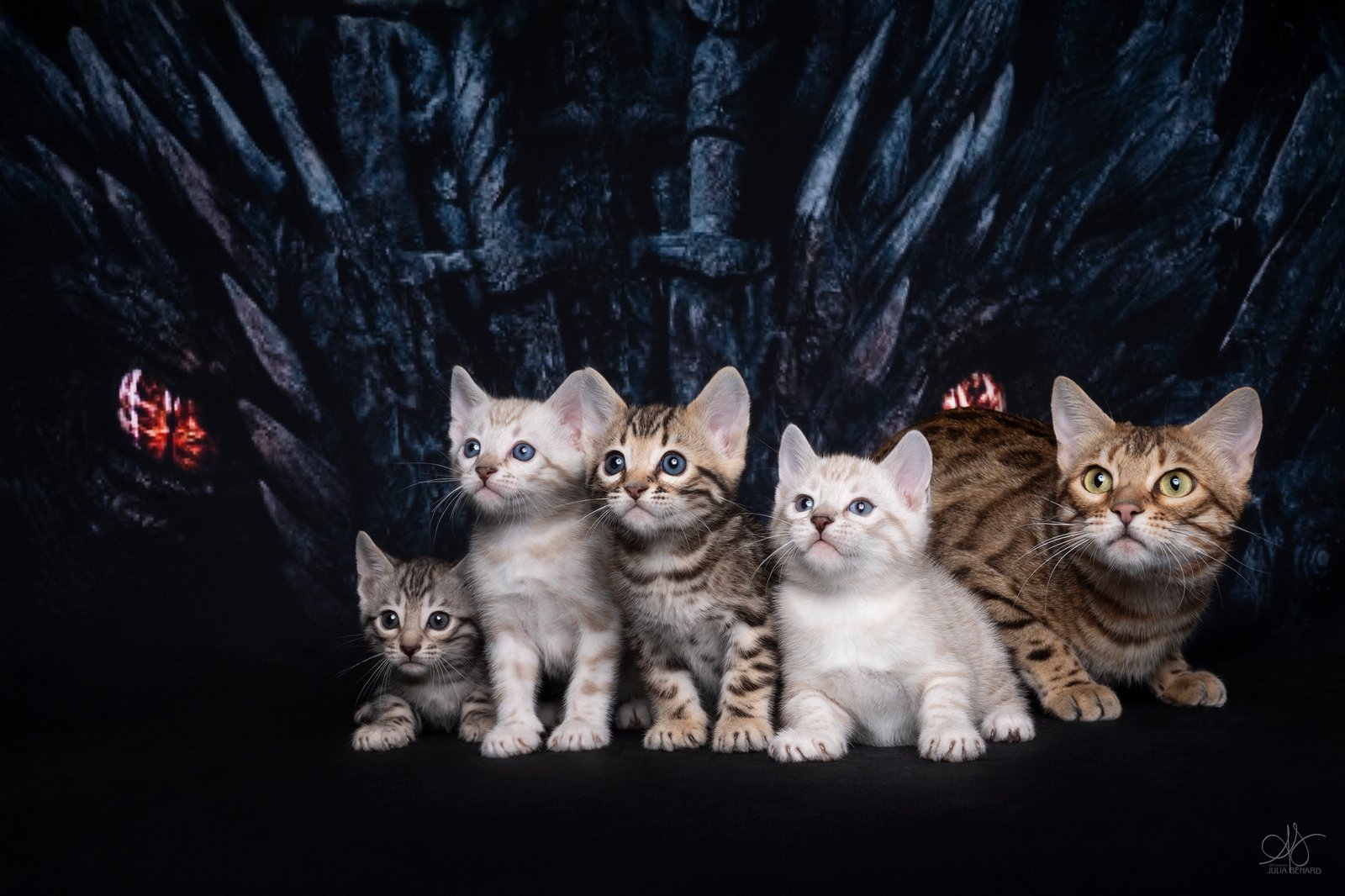 bengal's throne bengal brown tabby rosettes wild cat chat élevage sud vaucluse chaton chatterie mignon réservation adoption kitten exposition loof tica wcf sauvage panthère léopard alc