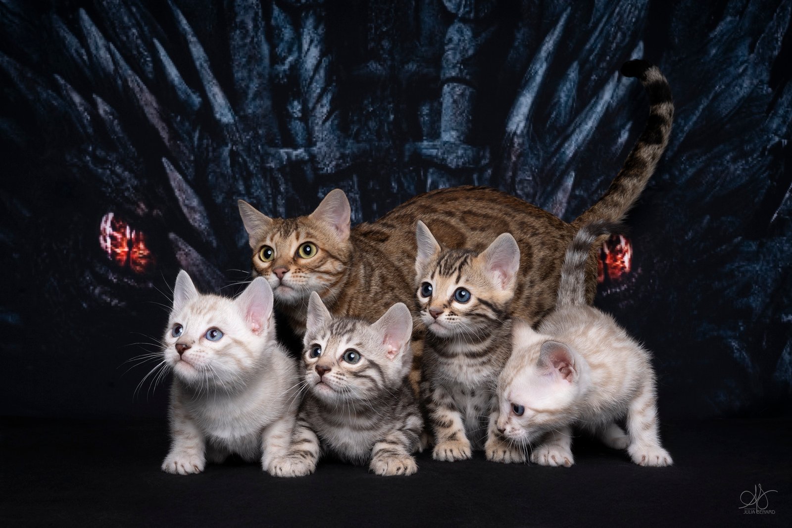 bengal's throne bengal brown tabby rosettes wild cat chat élevage sud vaucluse chaton chatterie mignon réservation adoption kitten exposition loof tica wcf sauvage panthère léopard alc