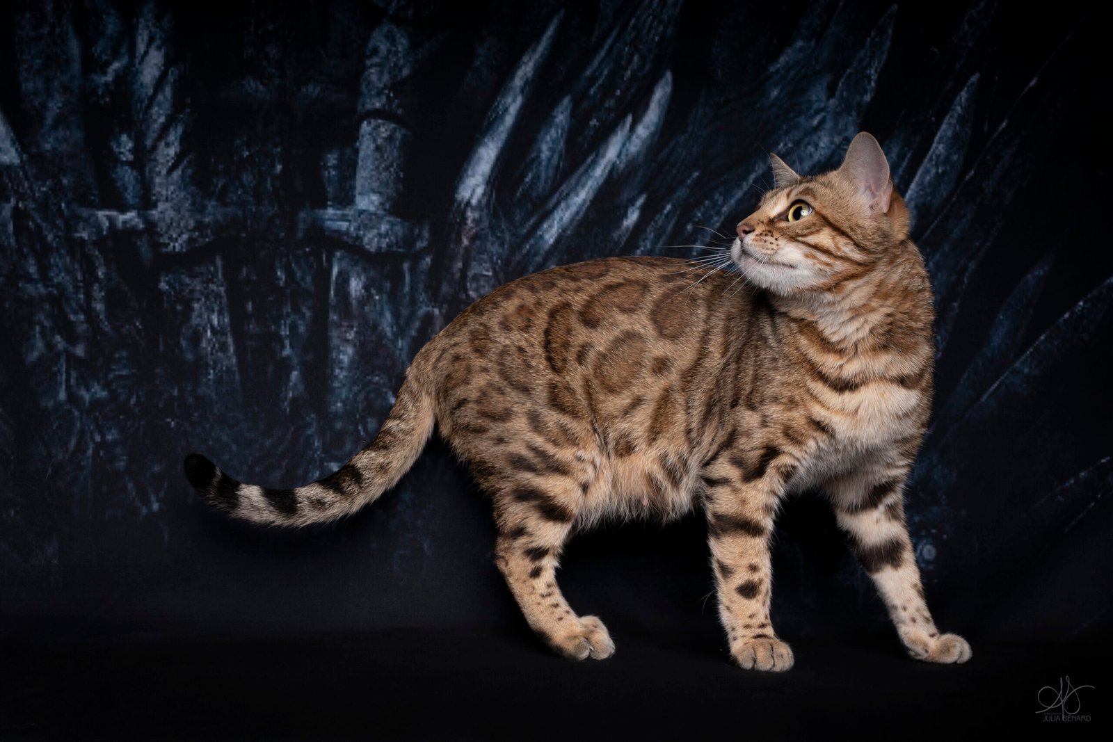 bengal's throne bengal brown tabby rosettes wild cat chat élevage sud vaucluse chaton chatterie mignon réservation adoption kitten exposition loof tica wcf sauvage panthère léopard alc