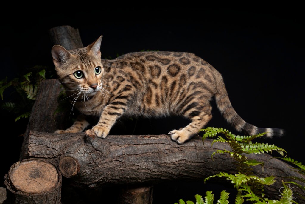 bengal's throne bengal brown tabby rosettes wild cat chat élevage sud vaucluse chaton chatterie mignon réservation adoption kitten exposition loof tica wcf sauvage panthère léopard alc