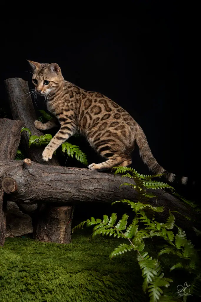 bengal's throne bengal brown tabby rosettes wild cat chat élevage sud vaucluse chaton chatterie mignon réservation adoption kitten exposition loof tica wcf sauvage panthère léopard alc