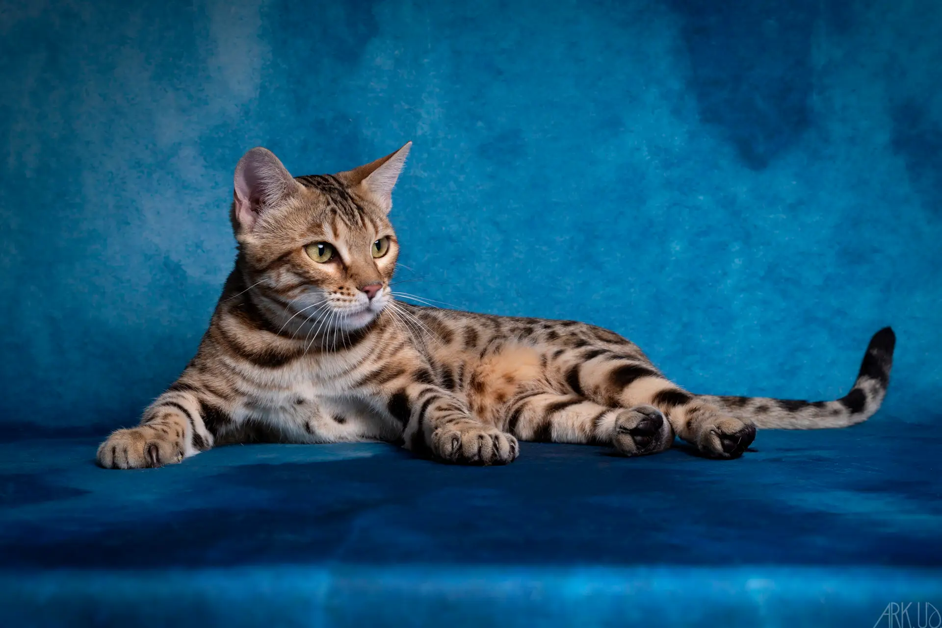 bengal's throne bengal brown tabby rosettes wild cat chat élevage sud vaucluse chaton chatterie mignon réservation adoption kitten exposition loof tica wcf sauvage panthère léopard alc