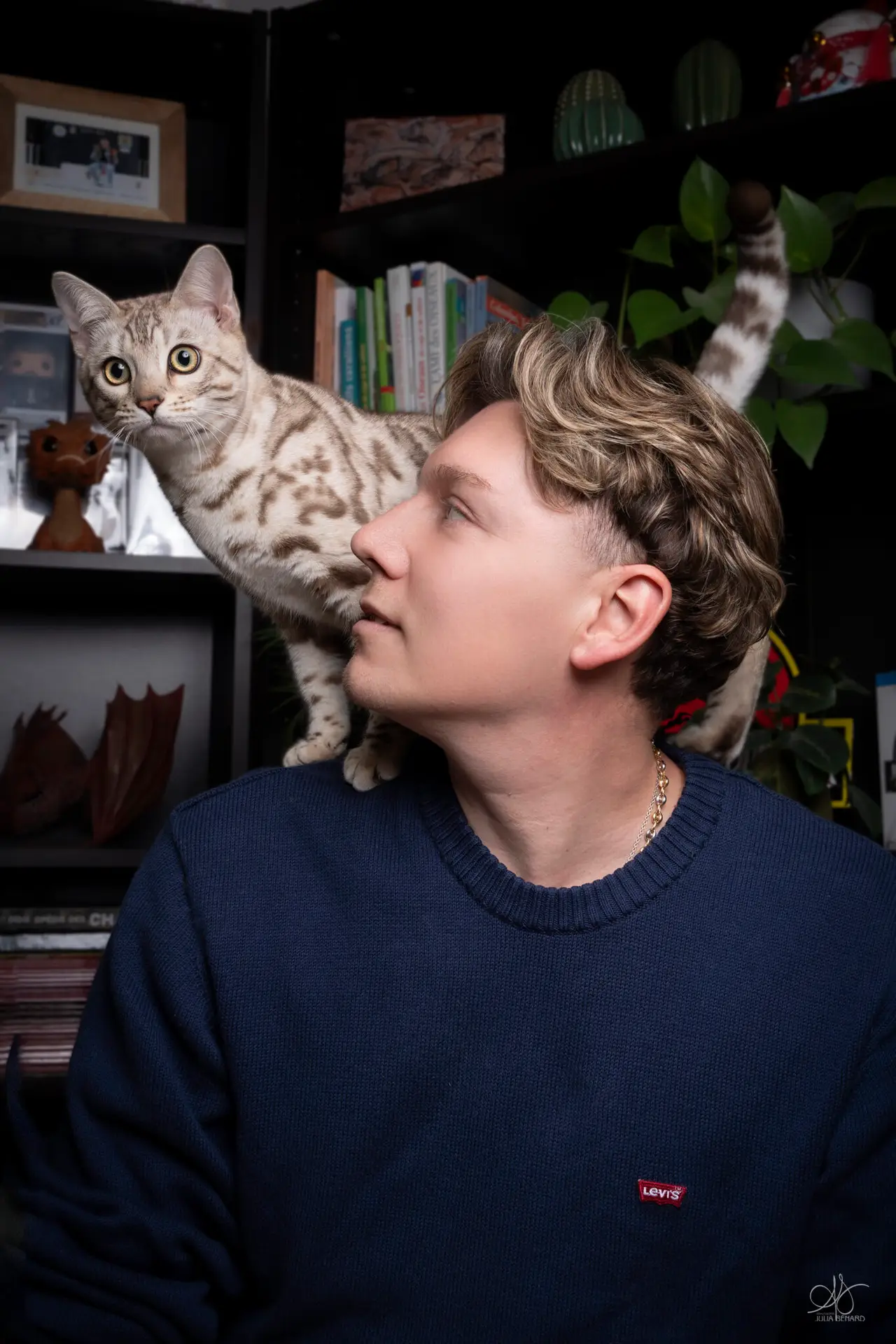 alex bengal's throne élevage chat loof wcf tica bengals bengal chat chatterie wild sauvage panthère léopard brown silver snow seal bleu rosettes vaucluse france tabby cat kitten mignon chaton chatons réservation vente