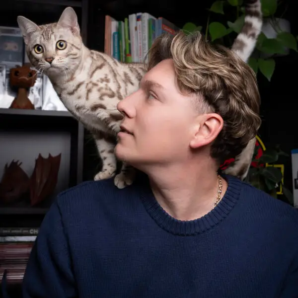 alex bengal's throne élevage chat loof wcf tica bengals bengal chat chatterie wild sauvage panthère léopard brown silver snow seal bleu rosettes vaucluse france tabby cat kitten mignon chaton chatons réservation vente