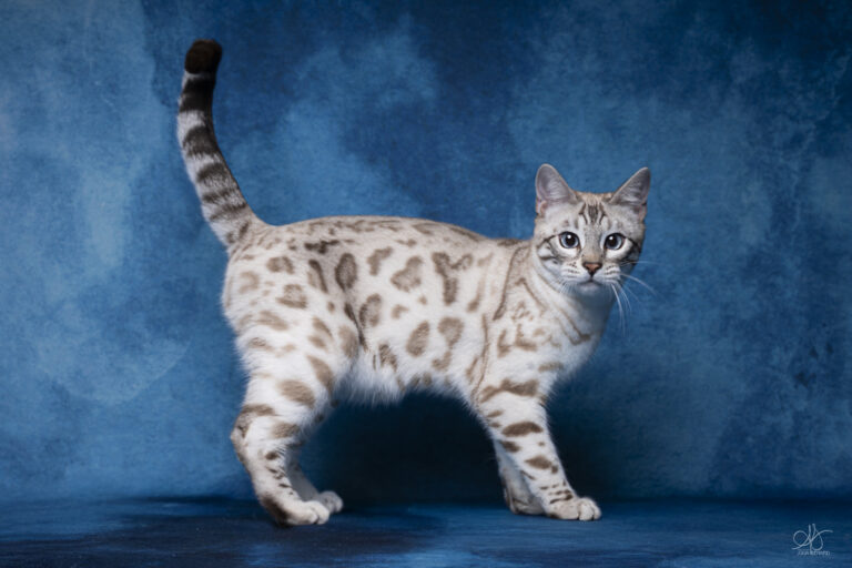 bengal's throne élevage chat loof wcf tica bengals bengal chat chatterie wild sauvage panthère léopard brown silver snow seal bleu rosettes vaucluse france tabby cat kitten mignon chaton chatons réservation vente