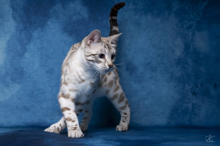 bengal's throne élevage chat loof wcf tica bengals bengal chat chatterie wild sauvage panthère léopard brown silver snow seal bleu rosettes vaucluse france tabby cat kitten mignon chaton chatons réservation vente