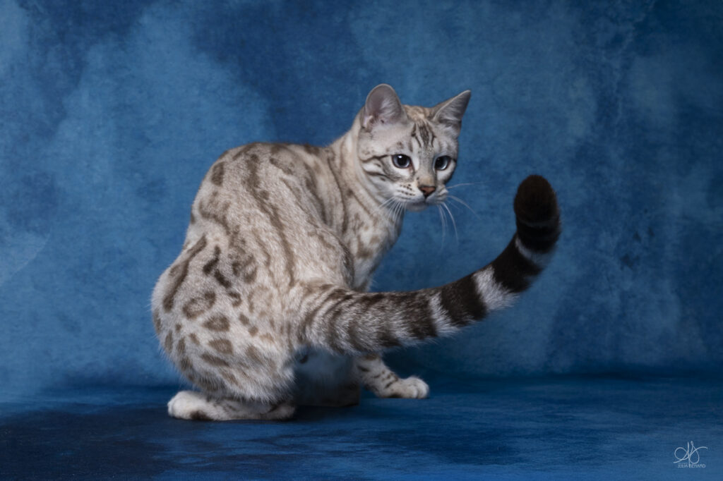 bengal's throne élevage chat loof wcf tica bengals bengal chat chatterie wild sauvage panthère léopard brown silver snow seal bleu rosettes vaucluse france tabby cat kitten mignon chaton chatons réservation vente