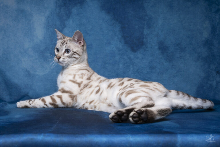 bengal's throne élevage chat loof wcf tica bengals bengal chat chatterie wild sauvage panthère léopard brown silver snow seal bleu rosettes vaucluse france tabby cat kitten mignon chaton chatons réservation vente