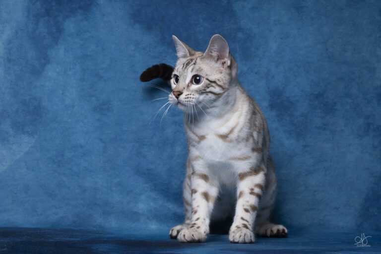 bengal's throne élevage chat loof wcf tica bengals bengal chat chatterie wild sauvage panthère léopard brown silver snow seal bleu rosettes vaucluse france tabby cat kitten mignon chaton chatons réservation vente