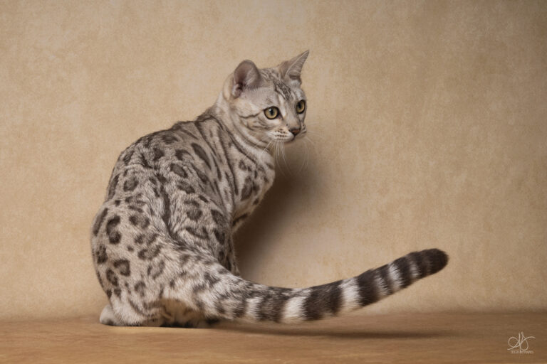 bengal's throne élevage chat loof wcf tica bengals bengal chat chatterie wild sauvage panthère léopard brown silver snow seal bleu rosettes vaucluse france tabby cat kitten mignon chaton chatons réservation vente