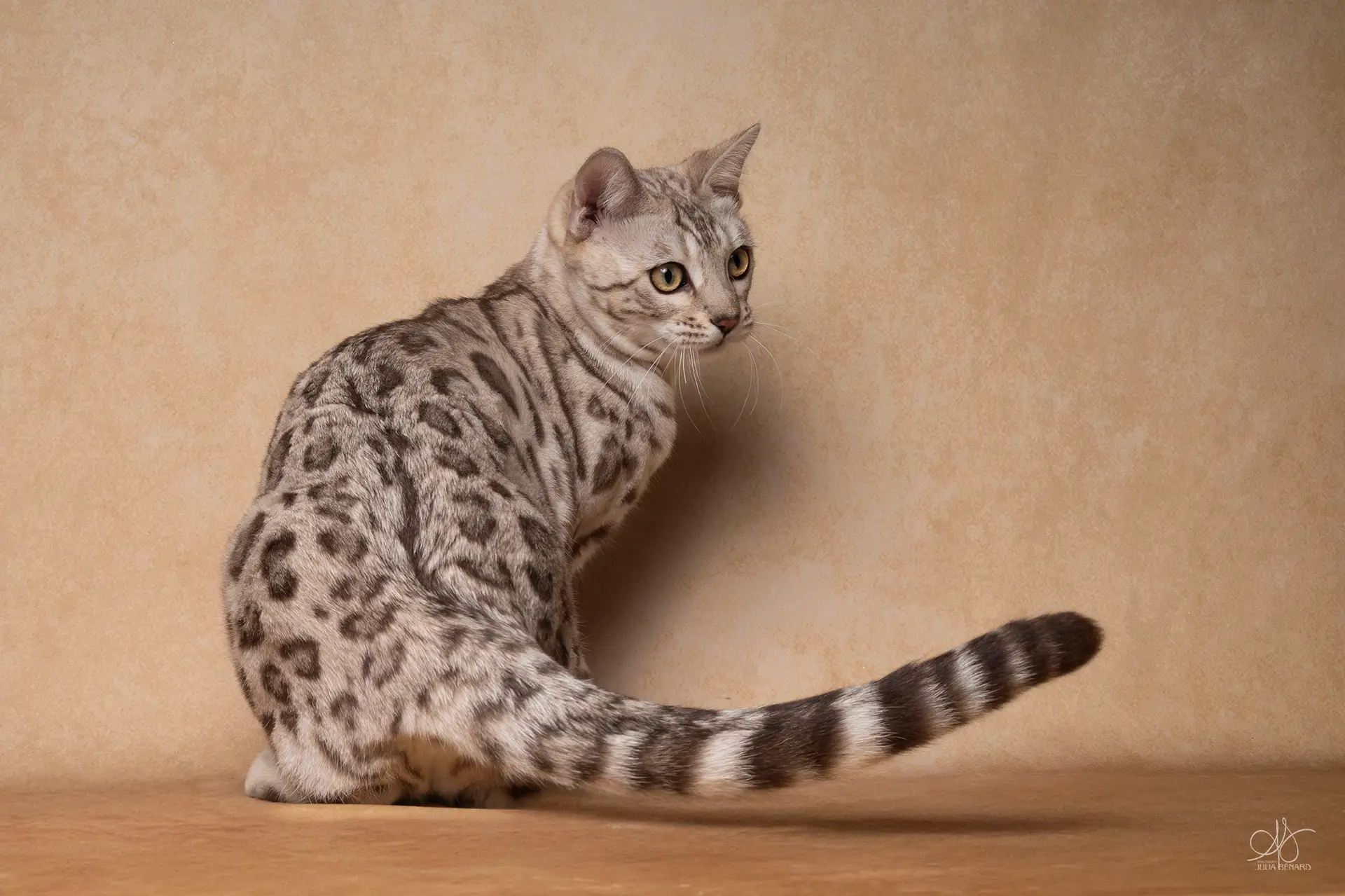 bengal's throne élevage chat loof wcf tica bengals bengal chat chatterie wild sauvage panthère léopard brown silver snow seal bleu rosettes vaucluse france tabby cat kitten mignon chaton chatons réservation vente