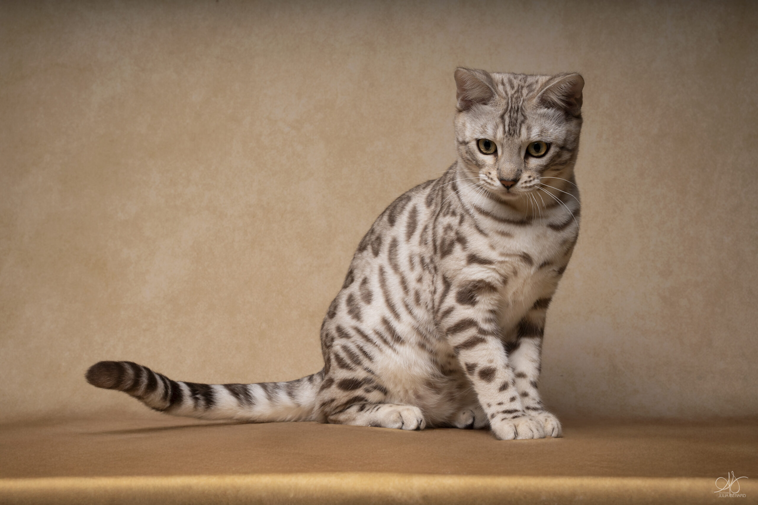 bengal's throne élevage chat loof wcf tica bengals bengal chat chatterie wild sauvage panthère léopard brown silver snow seal bleu rosettes vaucluse france tabby cat kitten mignon chaton chatons réservation vente