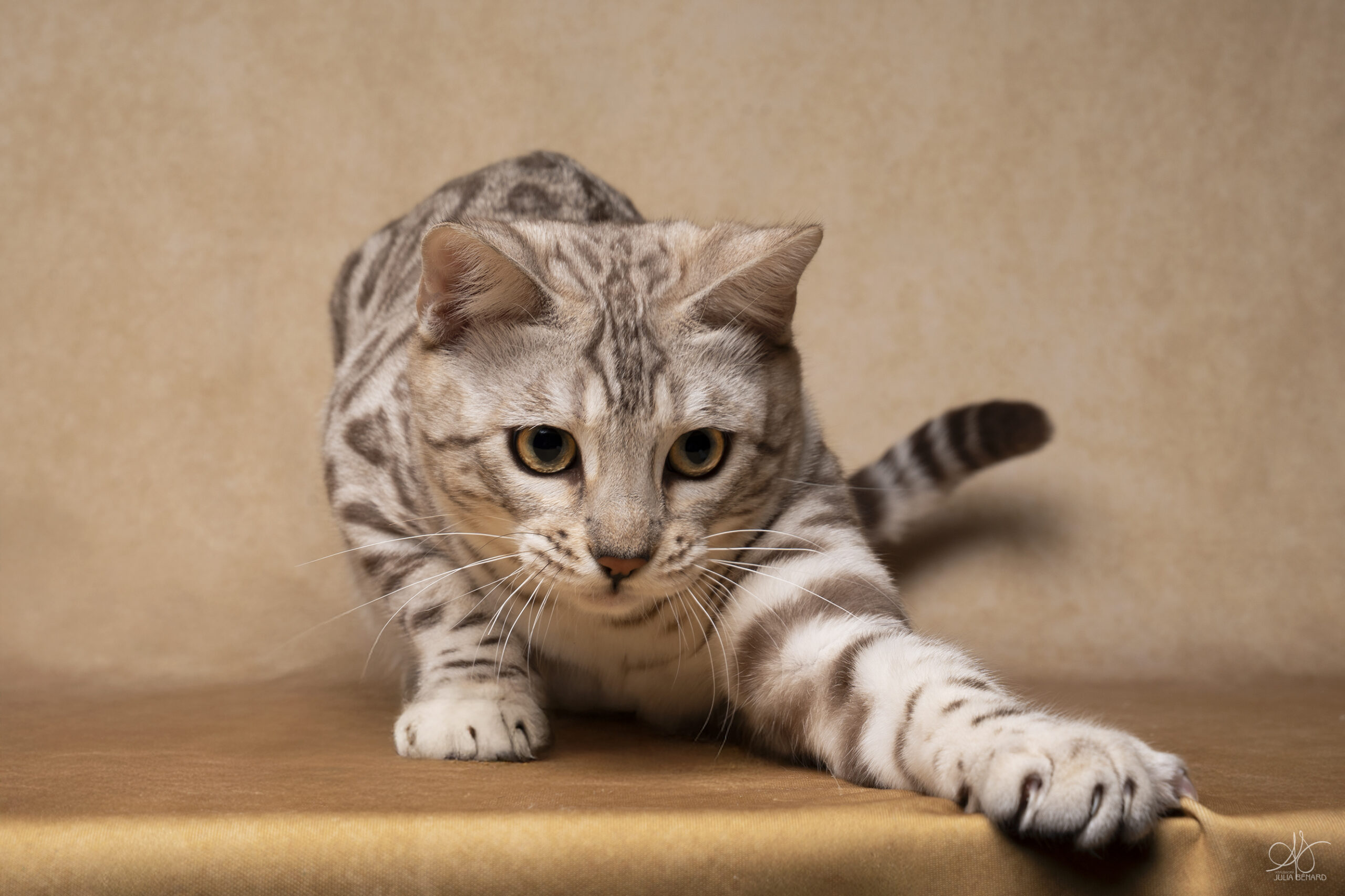 bengal's throne élevage chat loof wcf tica bengals bengal chat chatterie wild sauvage panthère léopard brown silver snow seal bleu rosettes vaucluse france tabby cat kitten mignon chaton chatons réservation vente