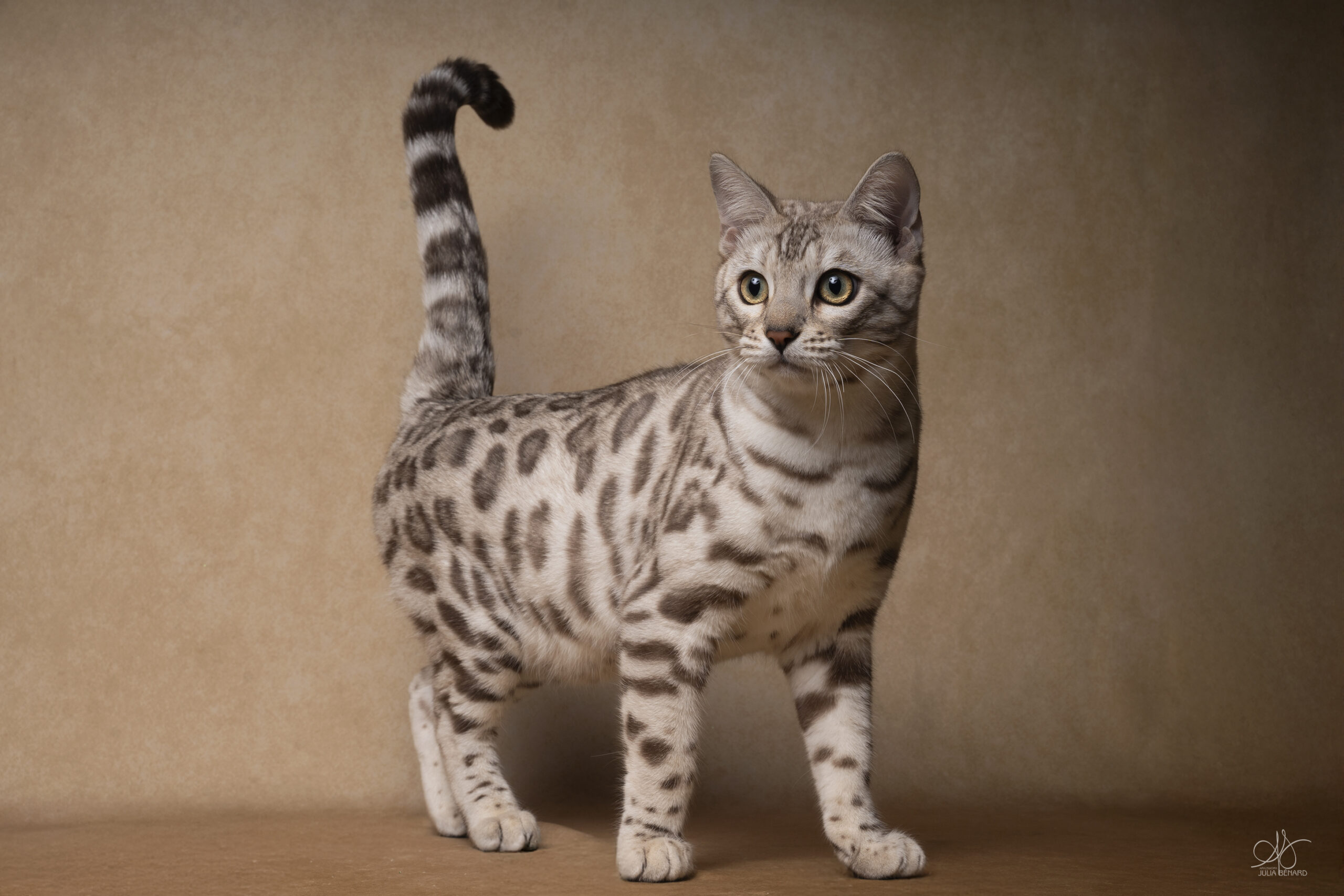 bengal's throne élevage chat loof wcf tica bengals bengal chat chatterie wild sauvage panthère léopard brown silver snow seal bleu rosettes vaucluse france tabby cat kitten mignon chaton chatons réservation vente