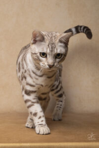 bengal's throne élevage chat loof wcf tica bengals bengal chat chatterie wild sauvage panthère léopard brown silver snow seal bleu rosettes vaucluse france tabby cat kitten mignon chaton chatons réservation vente