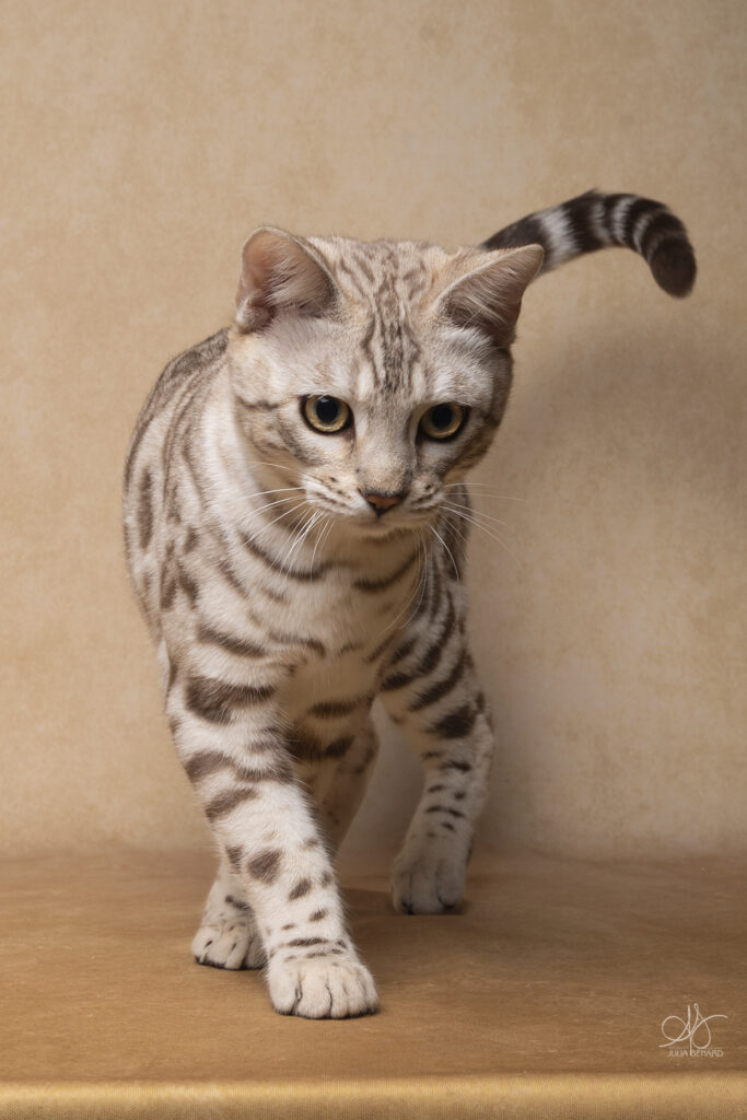 bengal's throne élevage chat loof wcf tica bengals bengal chat chatterie wild sauvage panthère léopard brown silver snow seal bleu rosettes vaucluse france tabby cat kitten mignon chaton chatons réservation vente