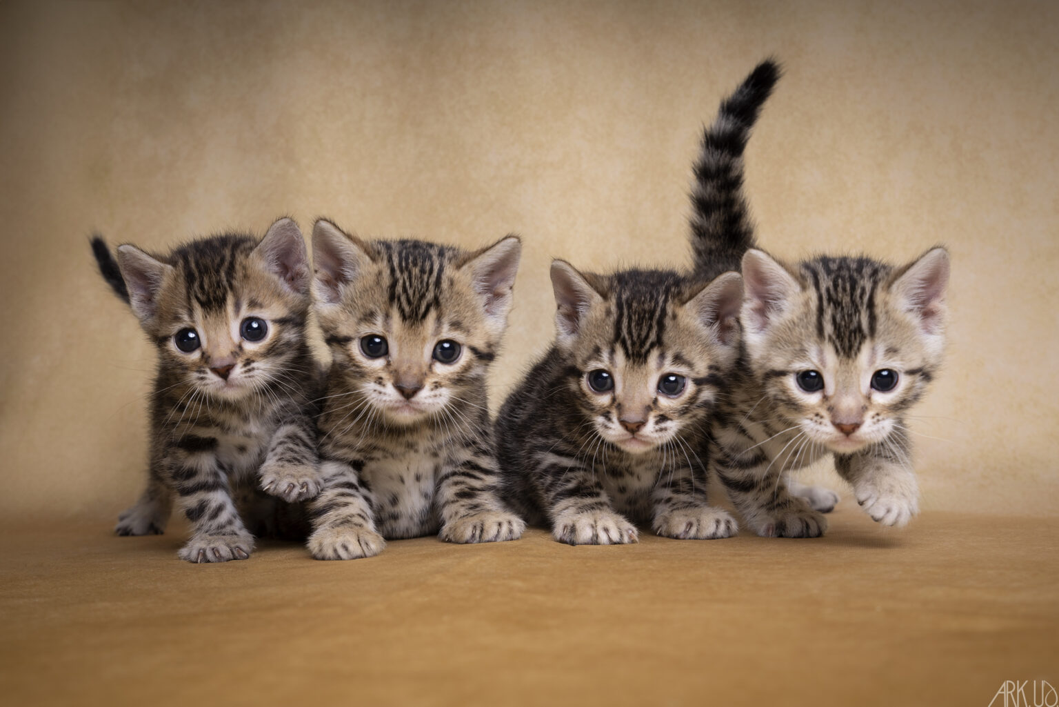 bengal's throne élevage chat loof wcf tica bengals bengal chat chatterie wild sauvage panthère léopard brown silver snow seal bleu rosettes vaucluse france tabby cat kitten mignon chaton chatons réservation vente