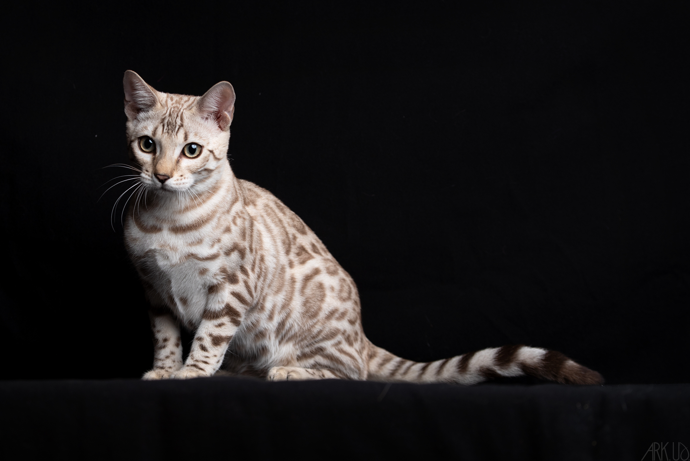 bengal's throne élevage chat loof wcf tica bengals bengal chat chatterie wild sauvage panthère léopard brown silver snow seal bleu rosettes vaucluse france tabby cat kitten mignon chaton chatons réservation vente