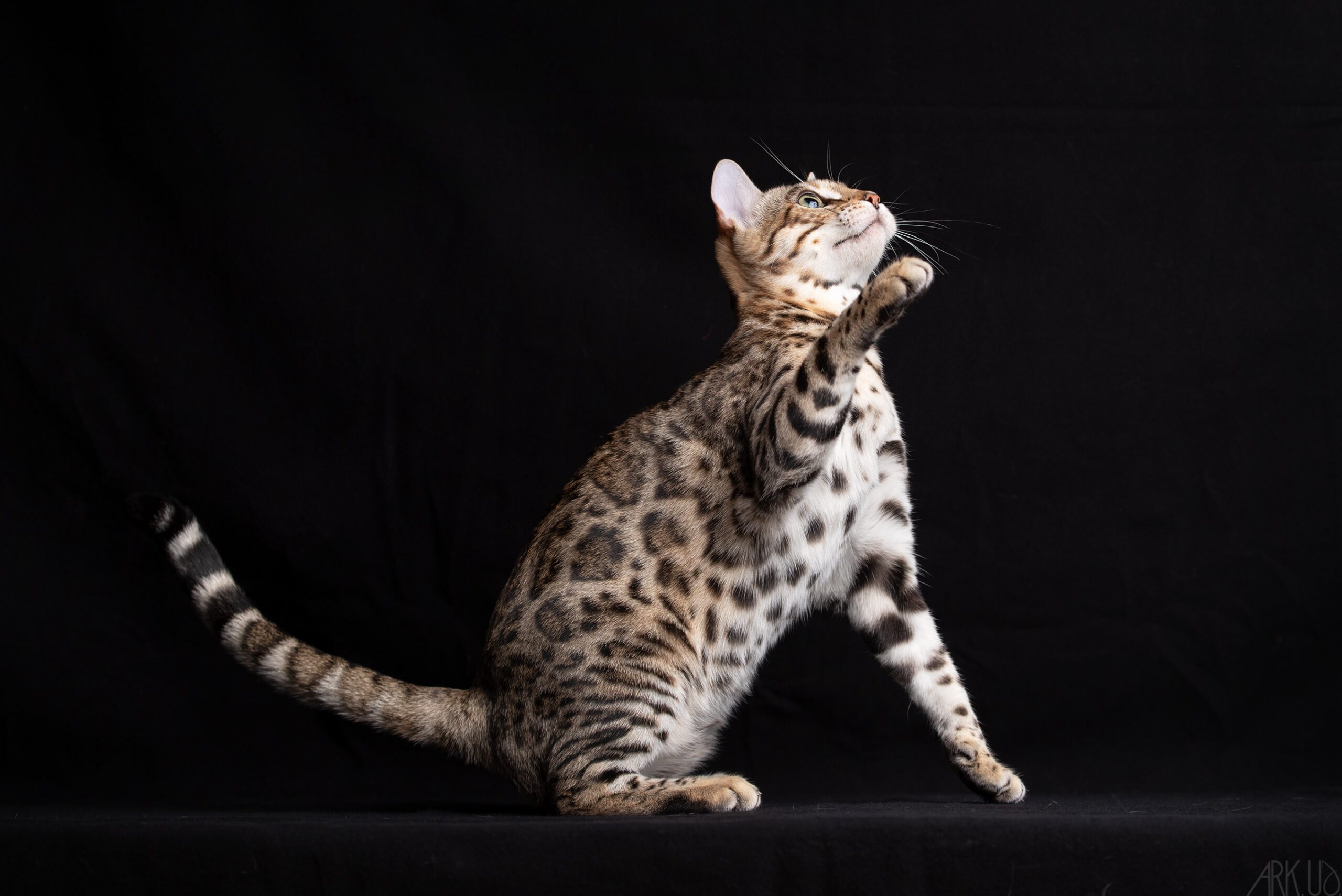 bengal's throne élevage chat loof wcf tica bengals bengal chat chatterie wild sauvage panthère léopard brown silver snow seal bleu rosettes vaucluse france tabby cat kitten mignon chaton chatons réservation vente