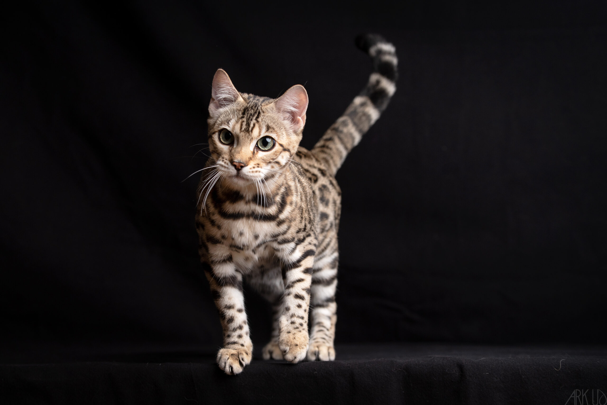 bengal's throne élevage chat loof wcf tica bengals bengal chat chatterie wild sauvage panthère léopard brown silver snow seal bleu rosettes vaucluse france tabby cat kitten mignon chaton chatons réservation vente