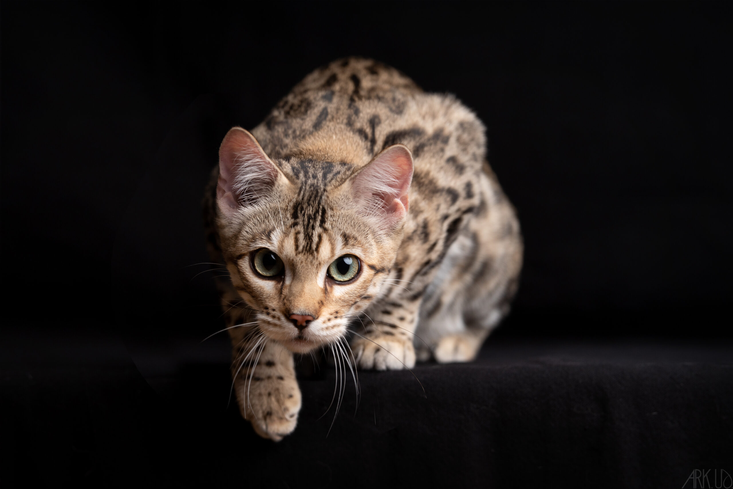 bengal's throne élevage chat loof wcf tica bengals bengal chat chatterie wild sauvage panthère léopard brown silver snow seal bleu rosettes vaucluse france tabby cat kitten mignon chaton chatons réservation vente