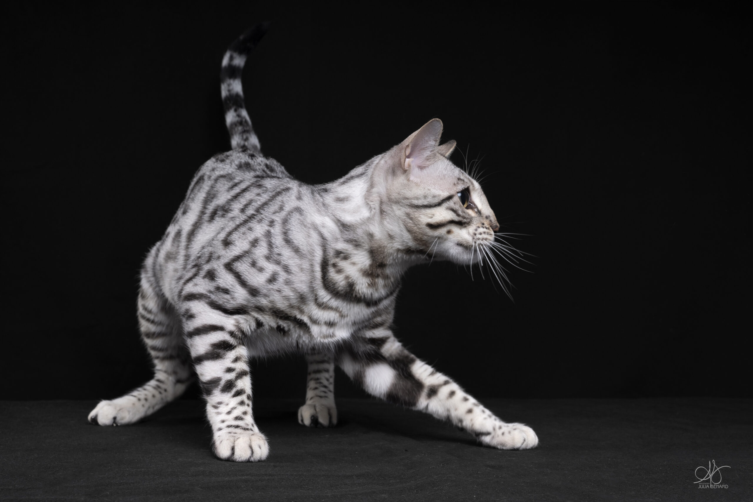bengal's throne élevage chat loof wcf tica bengals bengal chat chatterie wild sauvage panthère léopard brown silver snow seal bleu rosettes vaucluse france tabby cat kitten mignon chaton chatons réservation vente