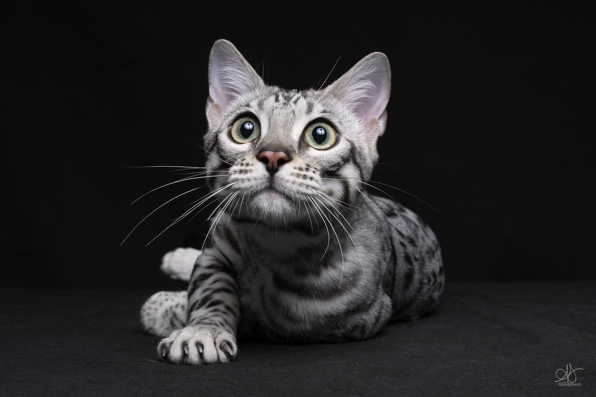 bengal's throne élevage chat loof wcf tica bengals bengal chat chatterie wild sauvage panthère léopard brown silver snow seal bleu rosettes vaucluse france tabby cat kitten mignon chaton chatons réservation vente