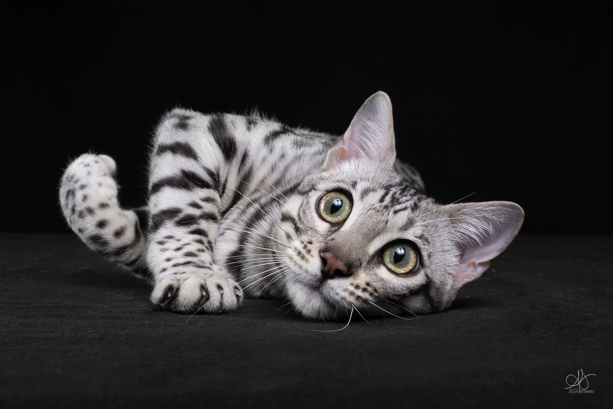 bengal's throne élevage chat loof wcf tica bengals bengal chat chatterie wild sauvage panthère léopard brown silver snow seal bleu rosettes vaucluse france tabby cat kitten mignon chaton chatons réservation vente