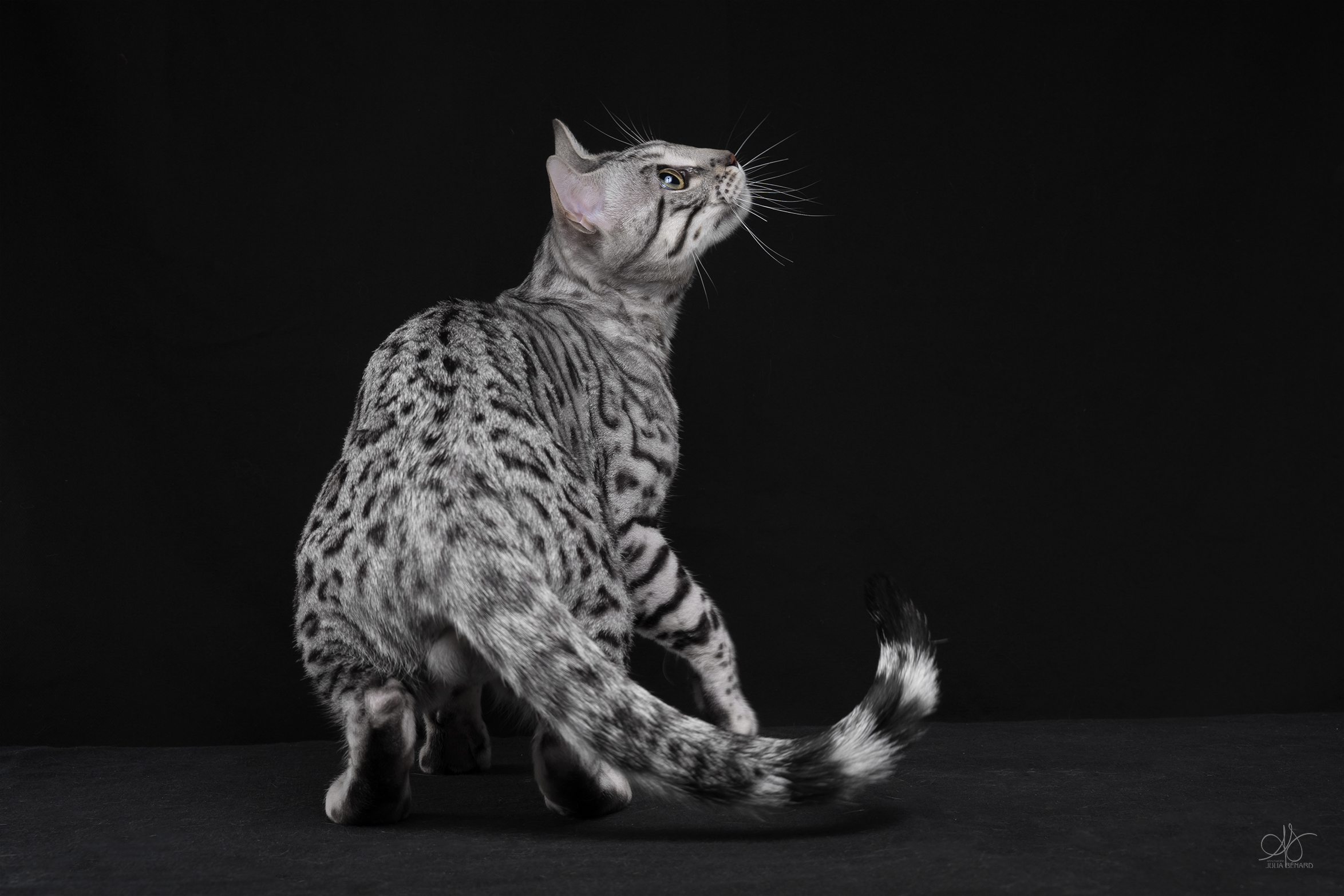 bengal's throne élevage chat loof wcf tica bengals bengal chat chatterie wild sauvage panthère léopard brown silver snow seal bleu rosettes vaucluse france tabby cat kitten mignon chaton chatons réservation vente