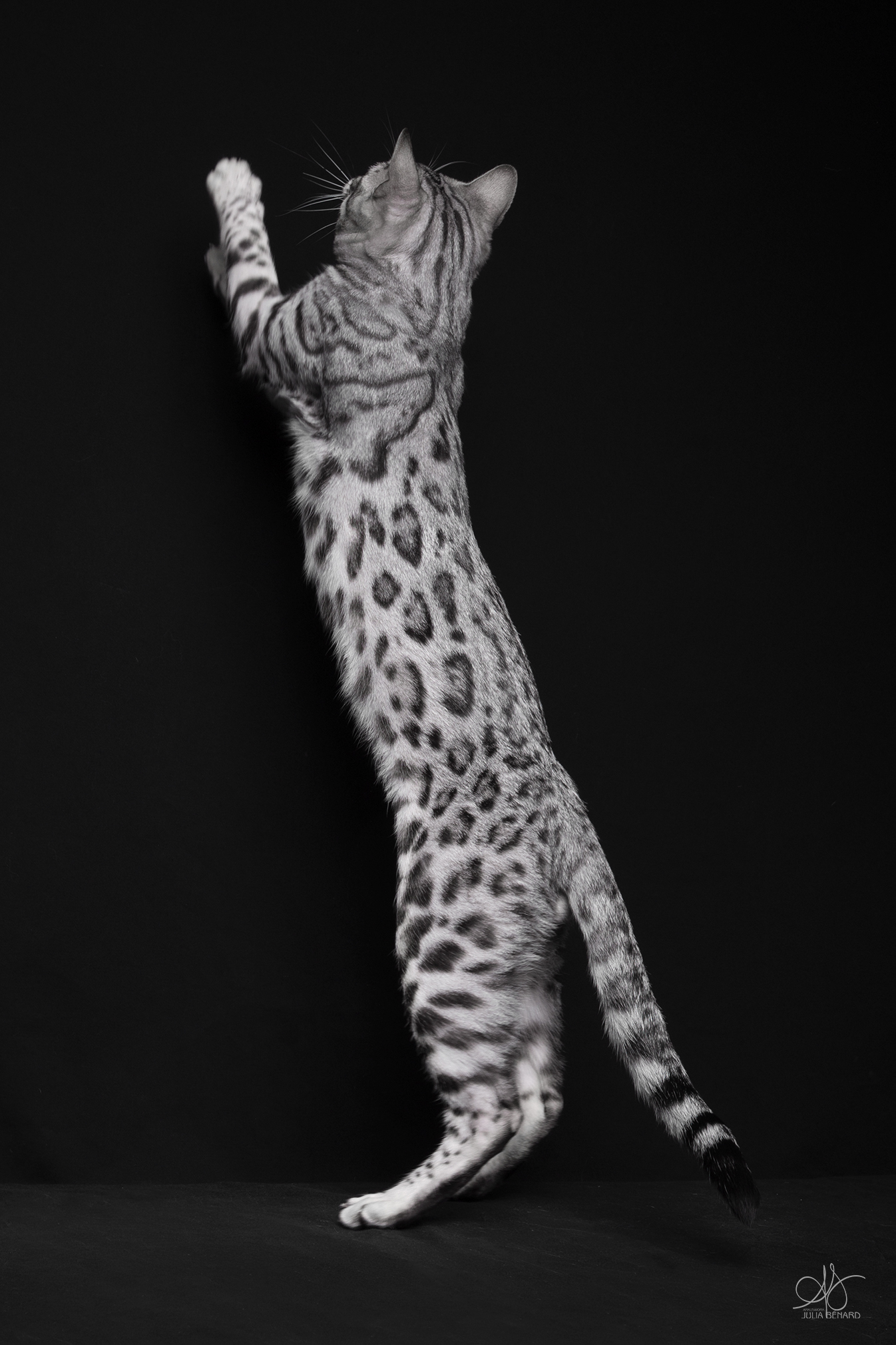 bengal's throne élevage chat loof wcf tica bengals bengal chat chatterie wild sauvage panthère léopard brown silver snow seal bleu rosettes vaucluse france tabby cat kitten mignon chaton chatons réservation vente