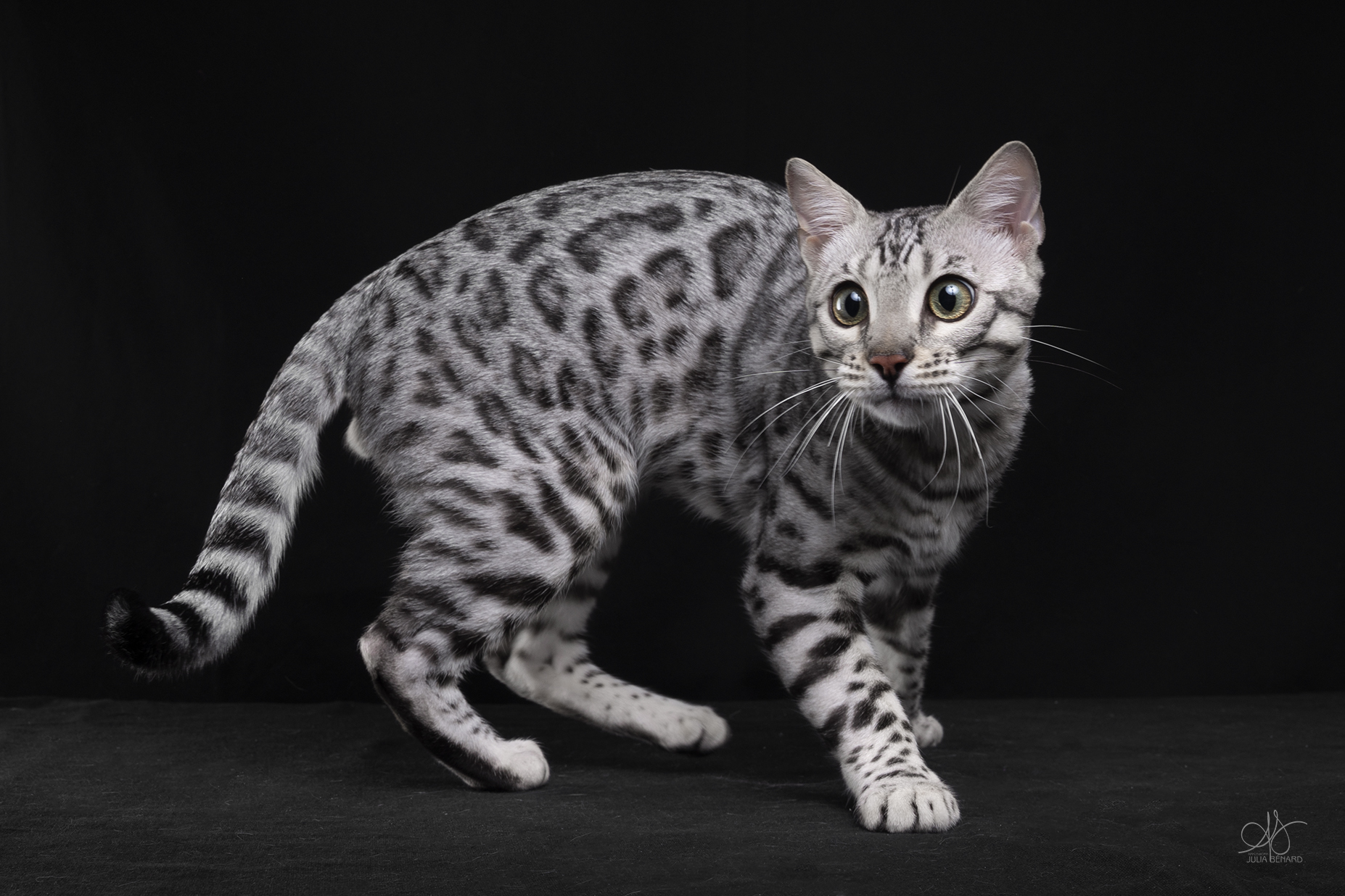 bengal's throne élevage chat loof wcf tica bengals bengal chat chatterie wild sauvage panthère léopard brown silver snow seal bleu rosettes vaucluse france tabby cat kitten mignon chaton chatons réservation vente