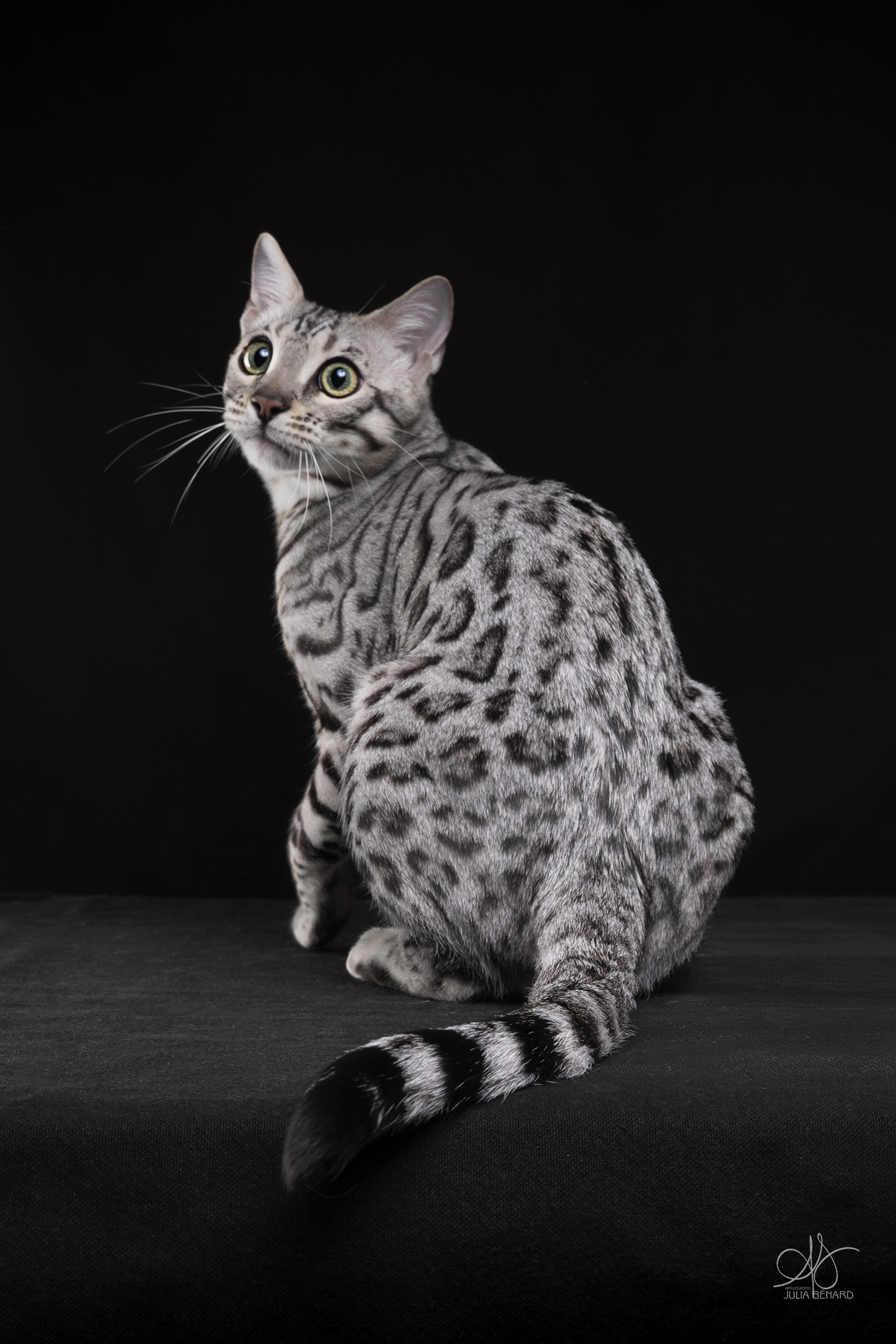 bengal's throne élevage chat loof wcf tica bengals bengal chat chatterie wild sauvage panthère léopard brown silver snow seal bleu rosettes vaucluse france tabby cat kitten mignon chaton chatons réservation vente
