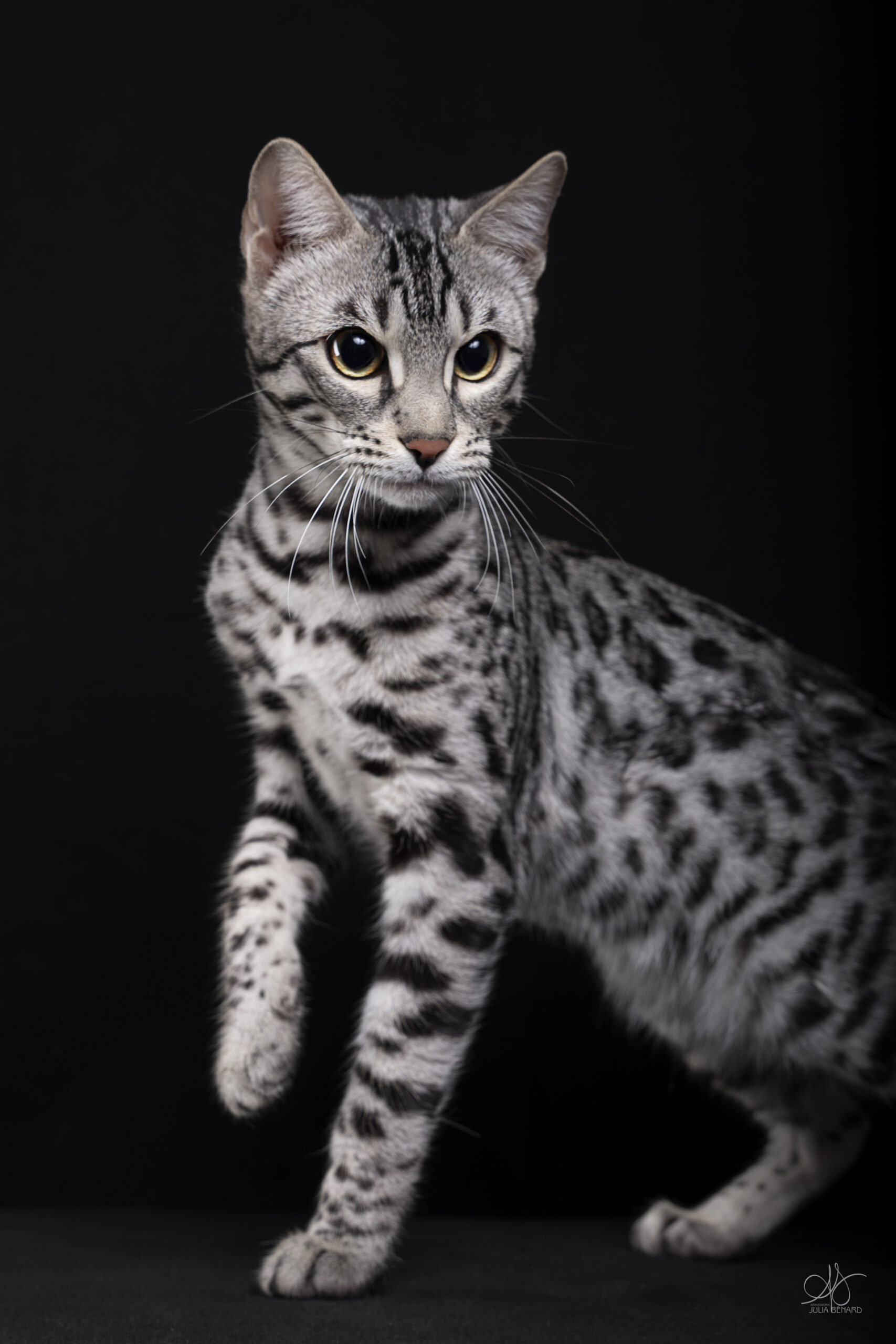 bengal's throne élevage chat loof wcf tica bengals bengal chat chatterie wild sauvage panthère léopard brown silver snow seal bleu rosettes vaucluse france tabby cat kitten mignon chaton chatons réservation vente