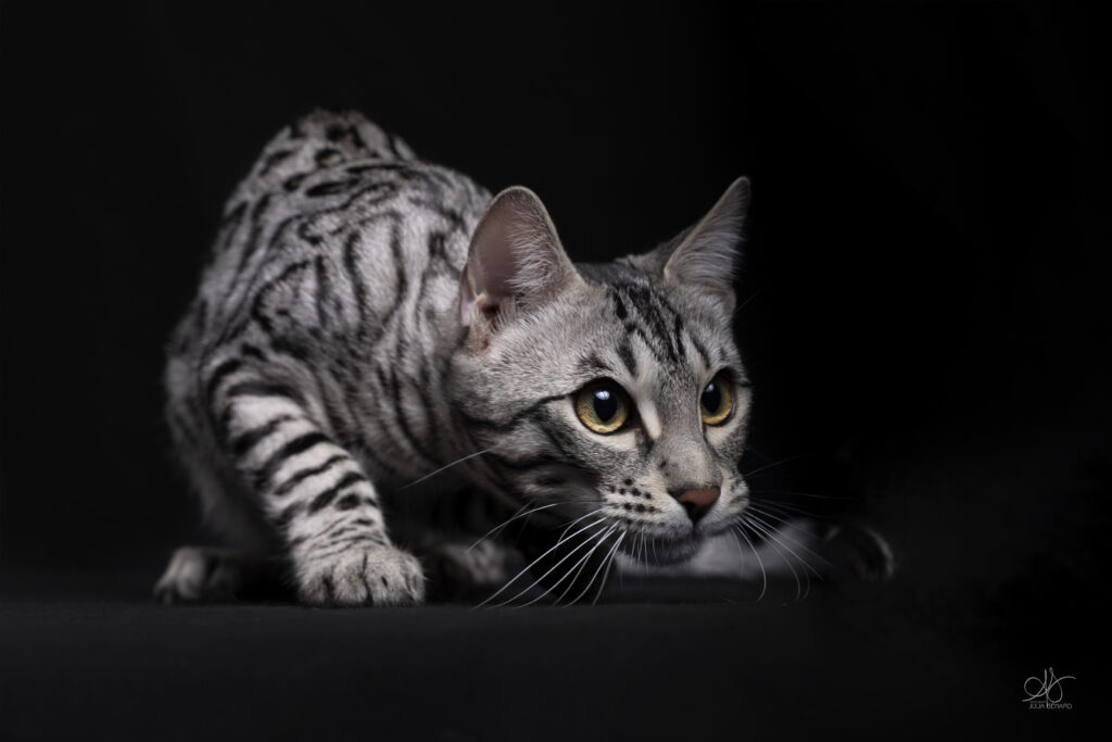 bengal's throne élevage chat loof wcf tica bengals bengal chat chatterie wild sauvage panthère léopard brown silver snow seal bleu rosettes vaucluse france tabby cat kitten mignon chaton chatons réservation vente